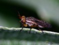 /album/diptera/mosca-de-la-fruta-euthycera-arcuata-jpg/